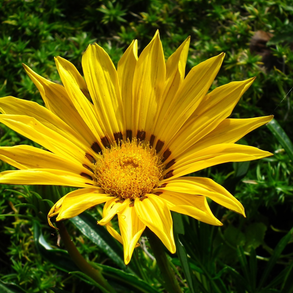 Крупный  желтый цветок газания на клумбе