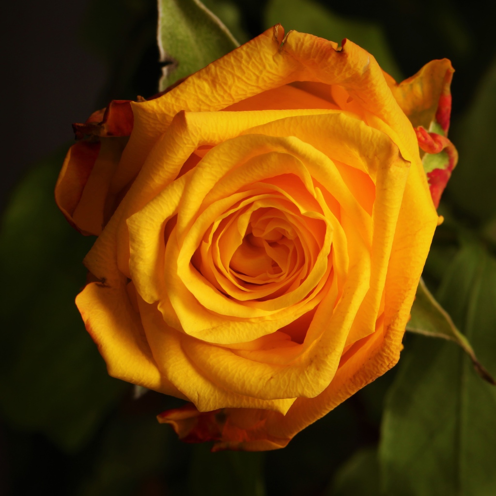 Крупная желтая роза  вблизи 