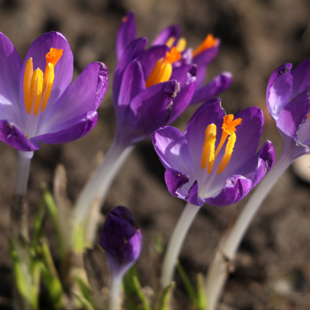 Сиреневые цветы крокуса с желтой серединкой крупным планом