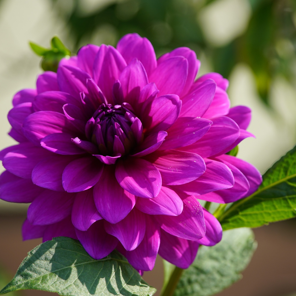 Сиреневый цветок георгина крупным планом