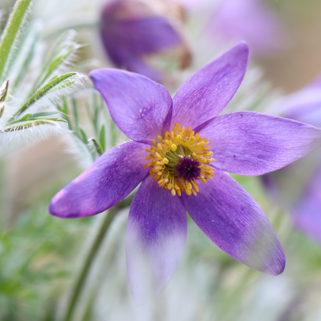 Сиреневый цветок прострел крупным планом 