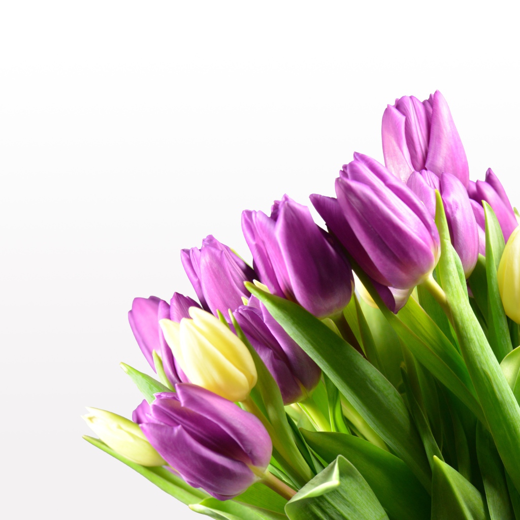 Сиреневые тюльпаны на белом фоне