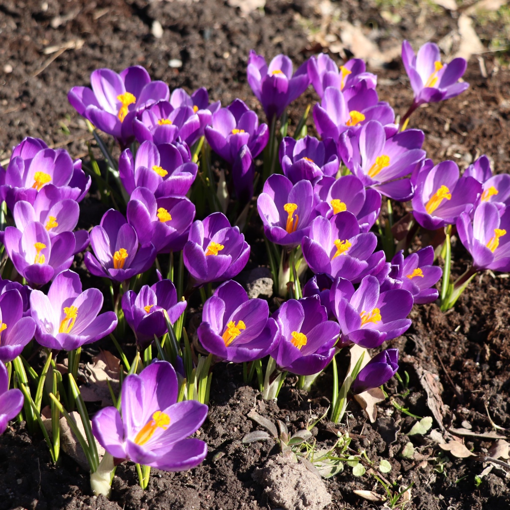 Маленькие фиолетовые крокусы на земле весной