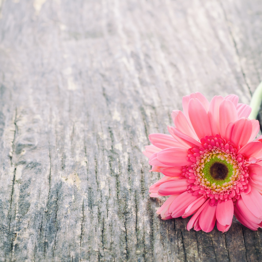 Одинокий цветок розовой герберы на сером столе