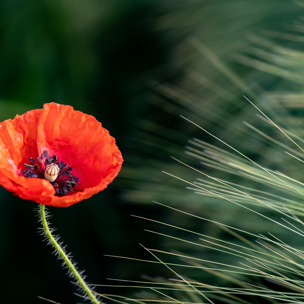 Одинокий красный мак на поле с пшеницей 