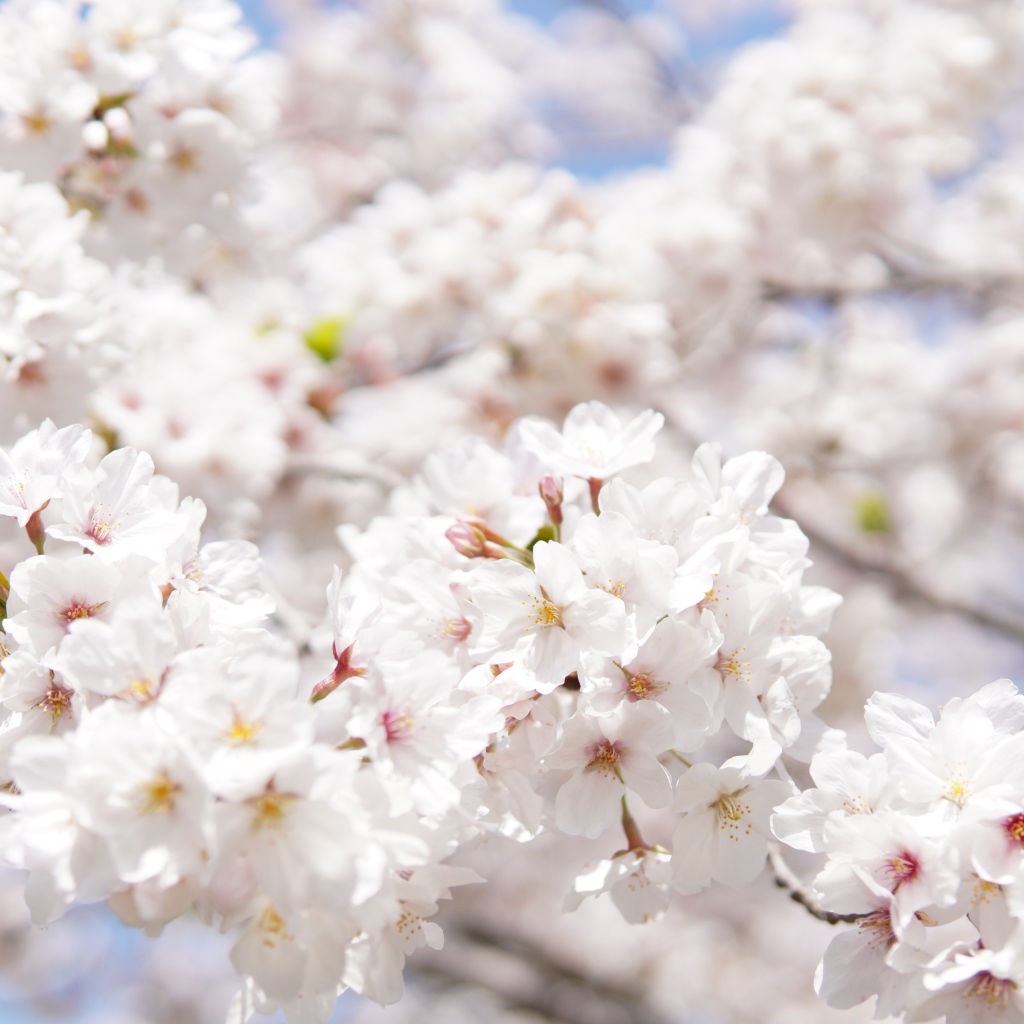 Пышные белые цветы вишни на ветке