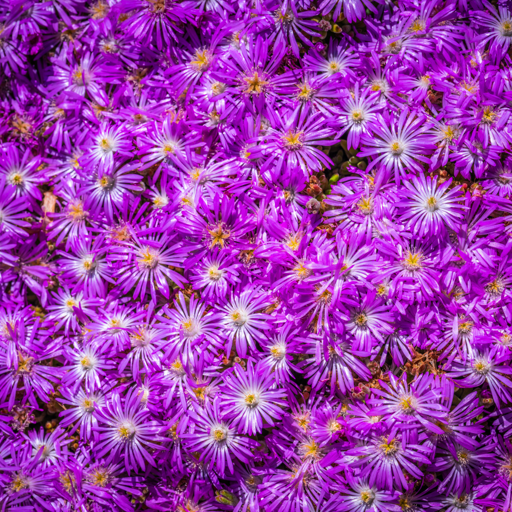 Много красивых цветов сентябринки крупным планом