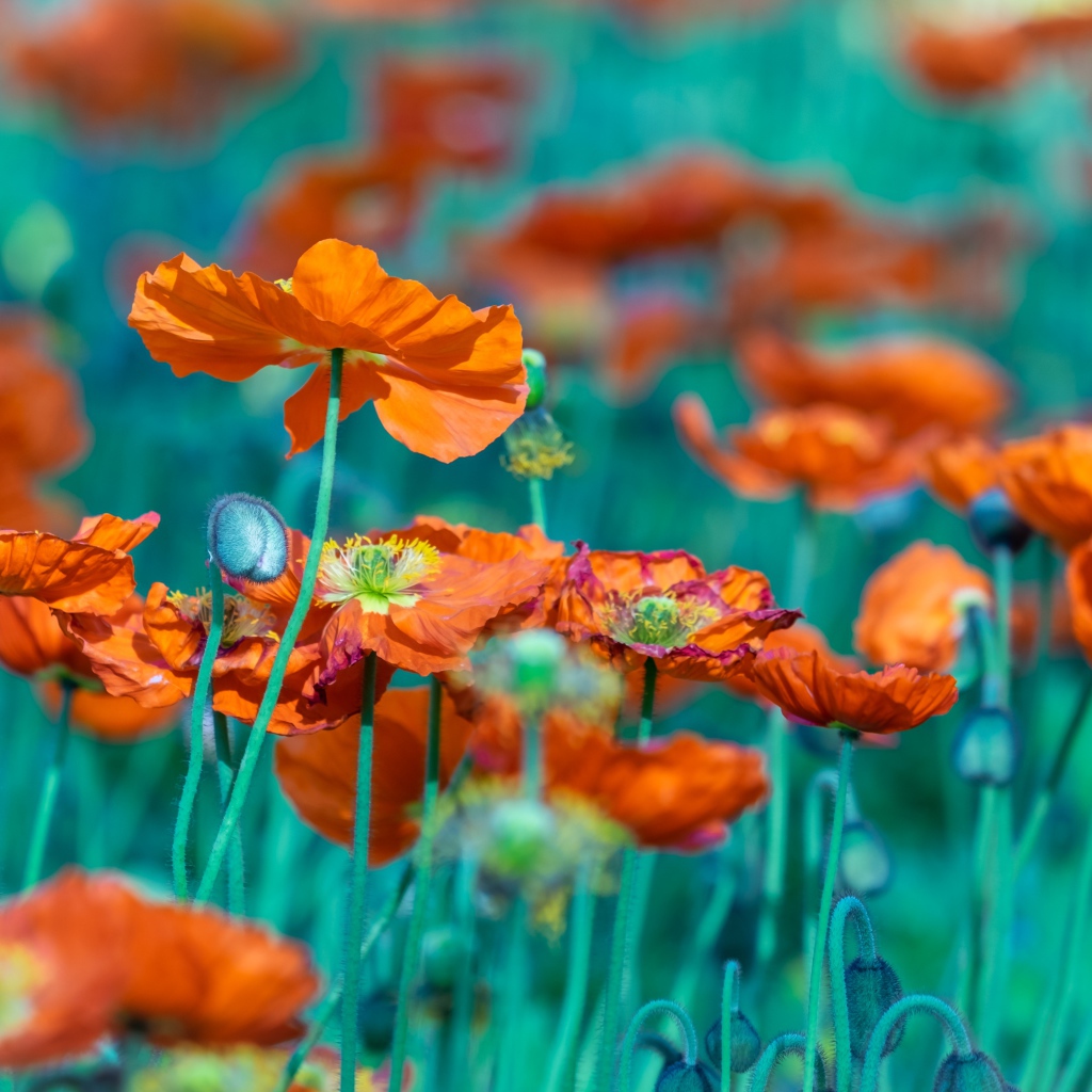 Много оранжевых цветов мака на клумбе