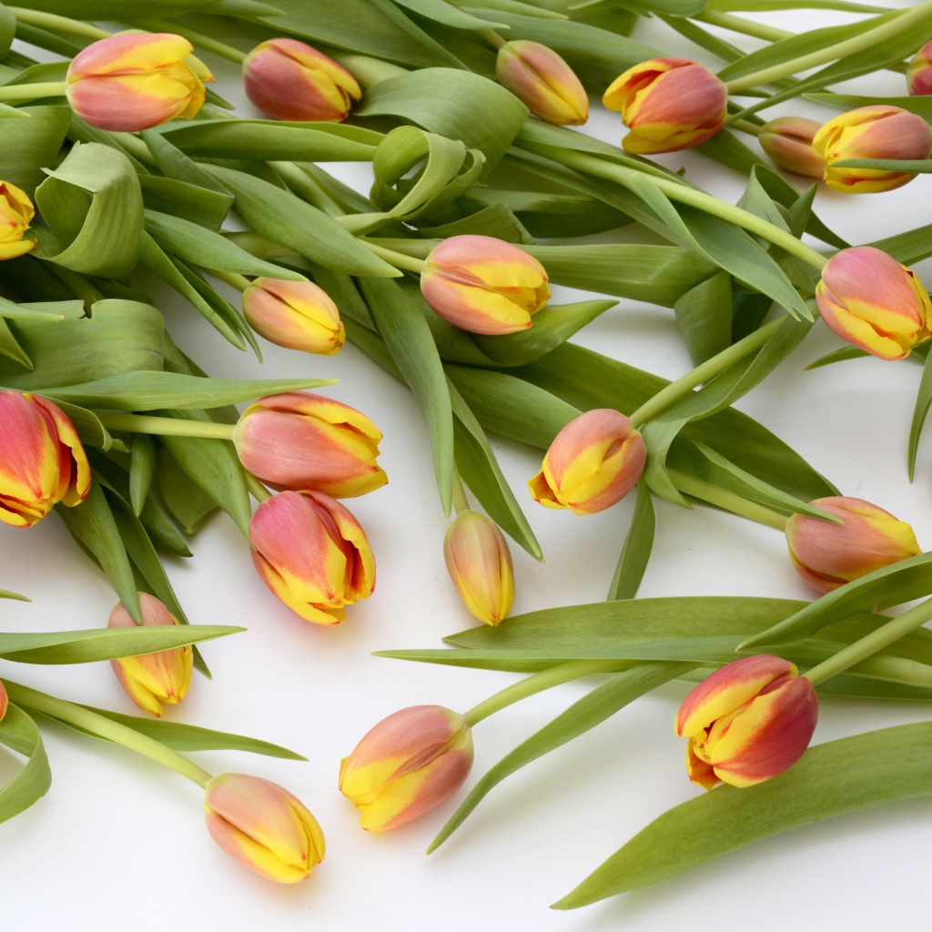 Много оранжевых тюльпанов с зелеными листьями на белом фоне