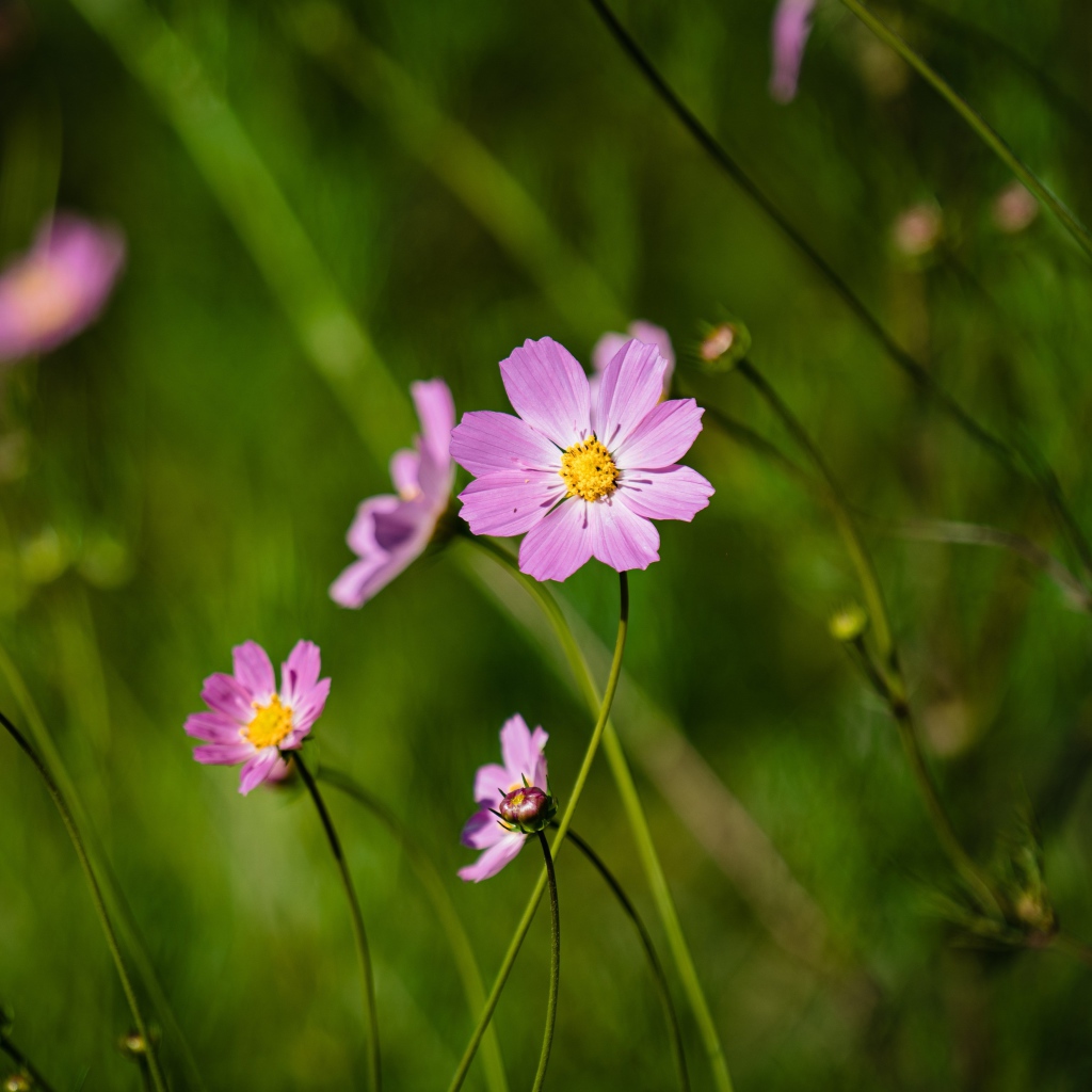 Много розовых цветов космеи на поле 