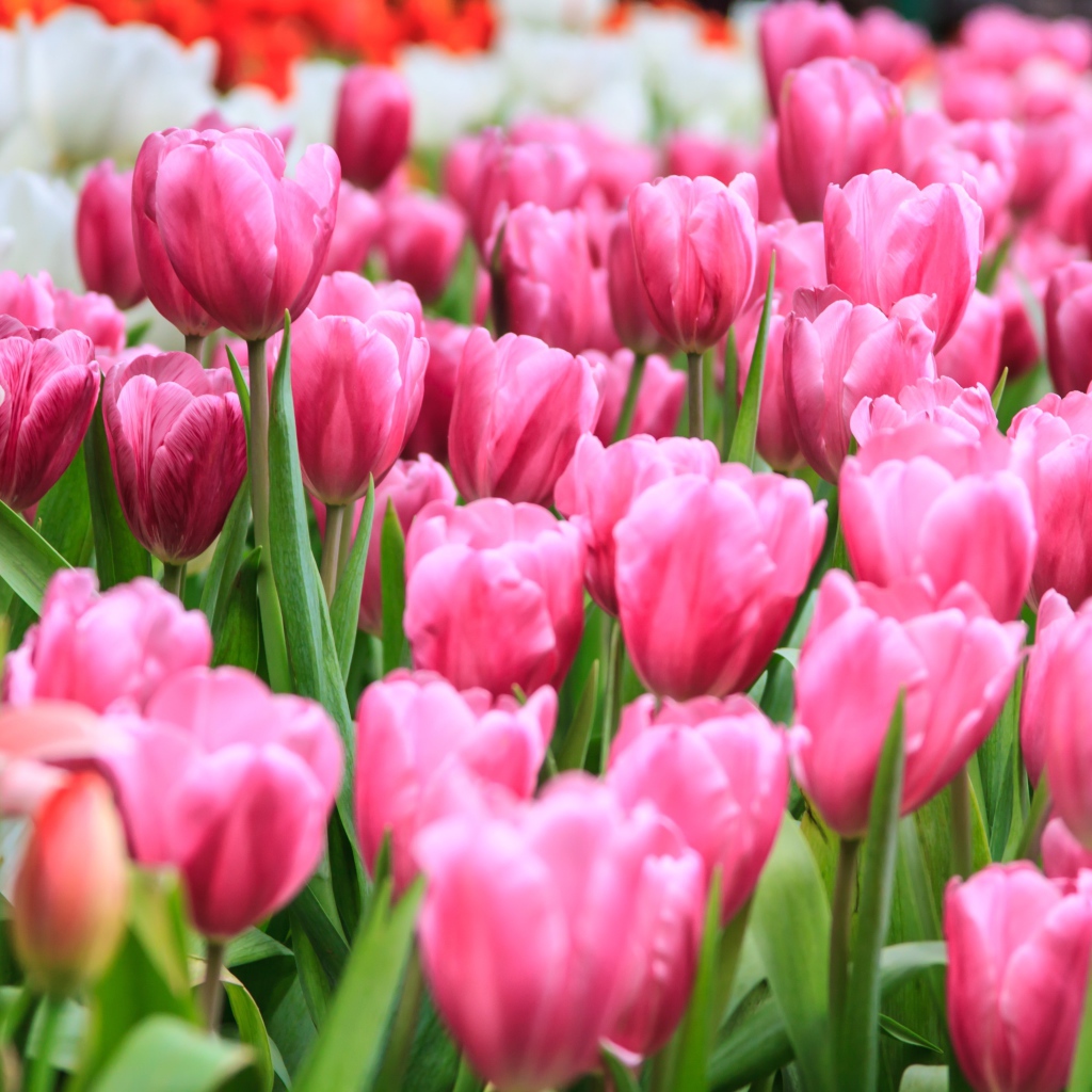 Много розовых весенних тюльпанов на клумбе