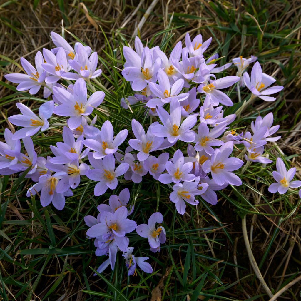 Много маленьких сиреневых крокусов на зеленой траве 