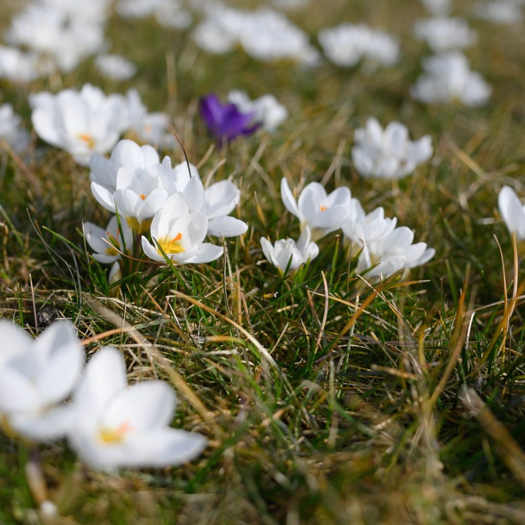 Много маленьких белых цветов крокуса в зеленой траве 