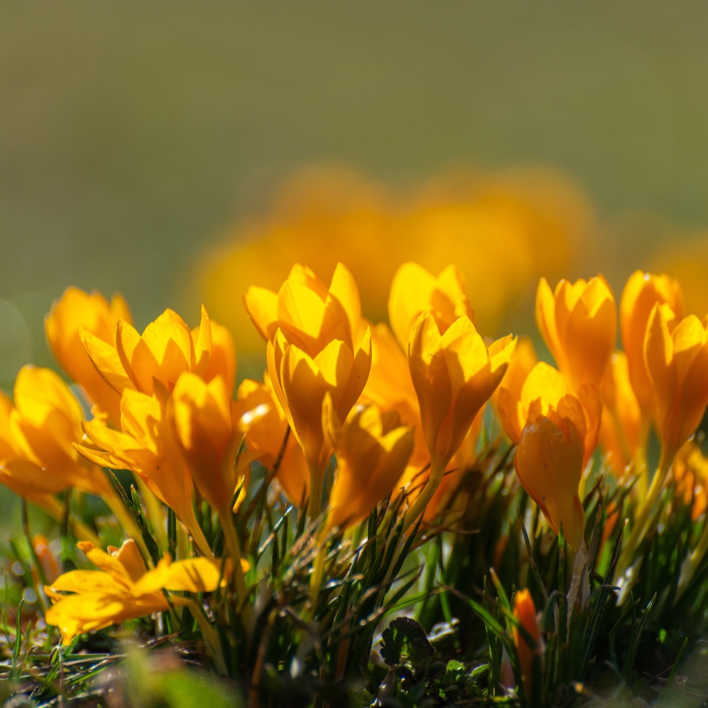 Много маленьких желтых цветов крокуса в лучах солнца