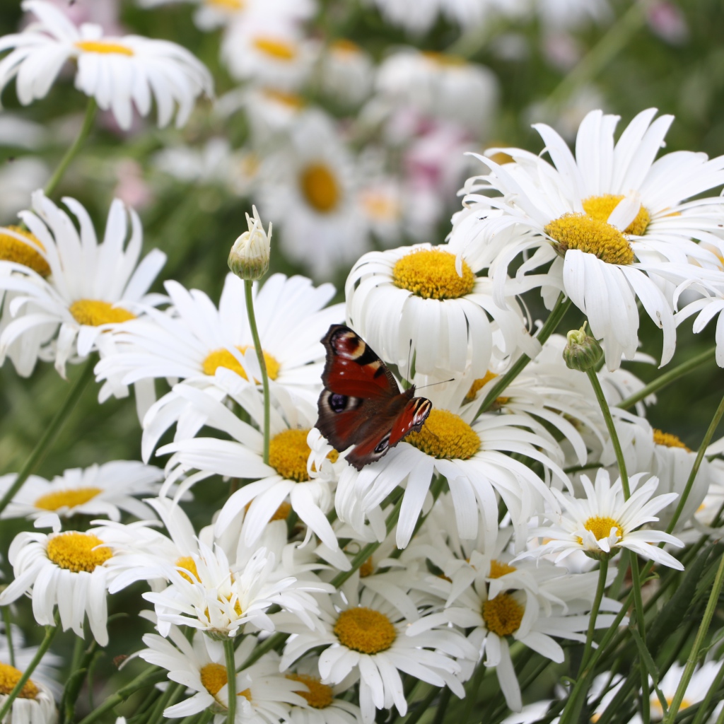 Много летних белых ромашек на поле с бабочкой