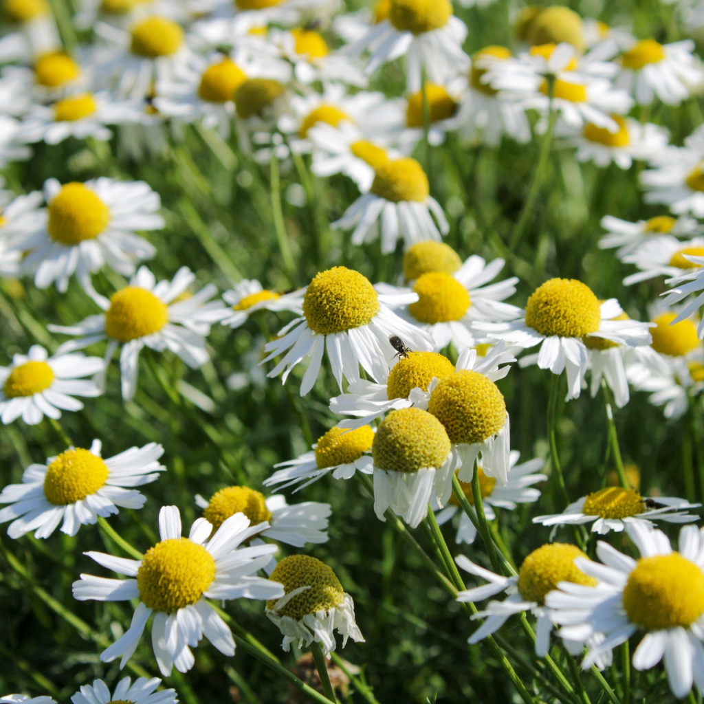 Много белых полевых ромашек с желтой серединкой
