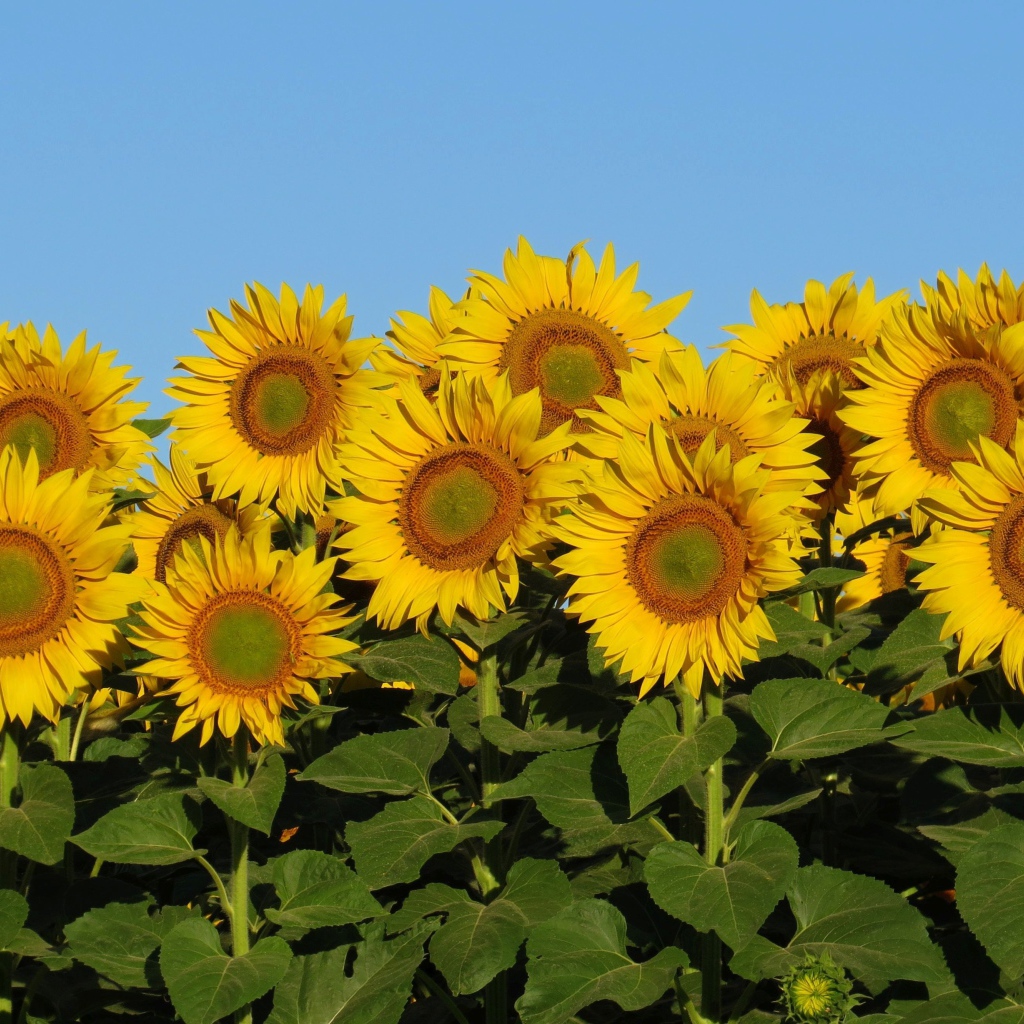 Много желтых цветов подсолнуха с зелеными листьями на фоне голубого неба