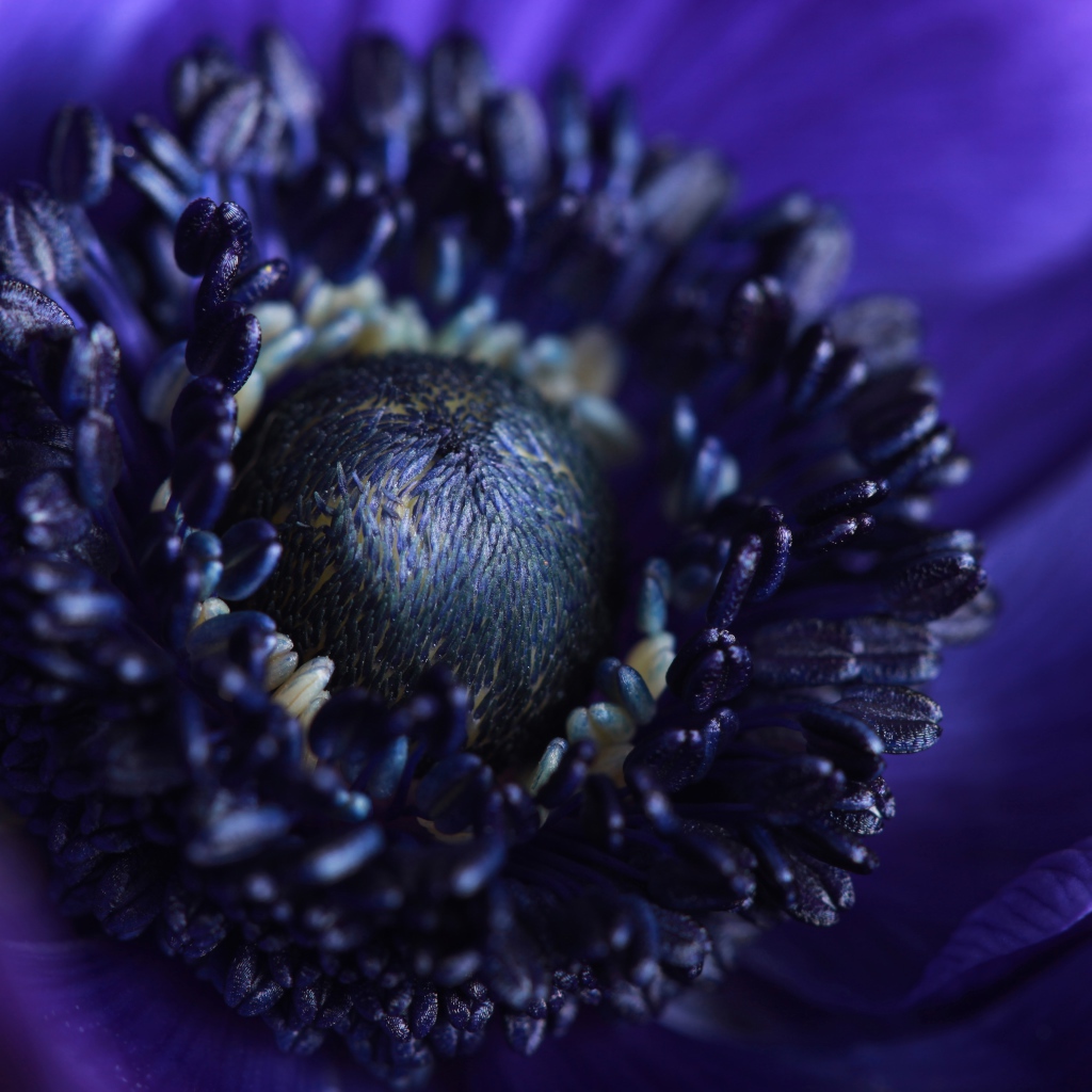 Середина синего цветка анемоны