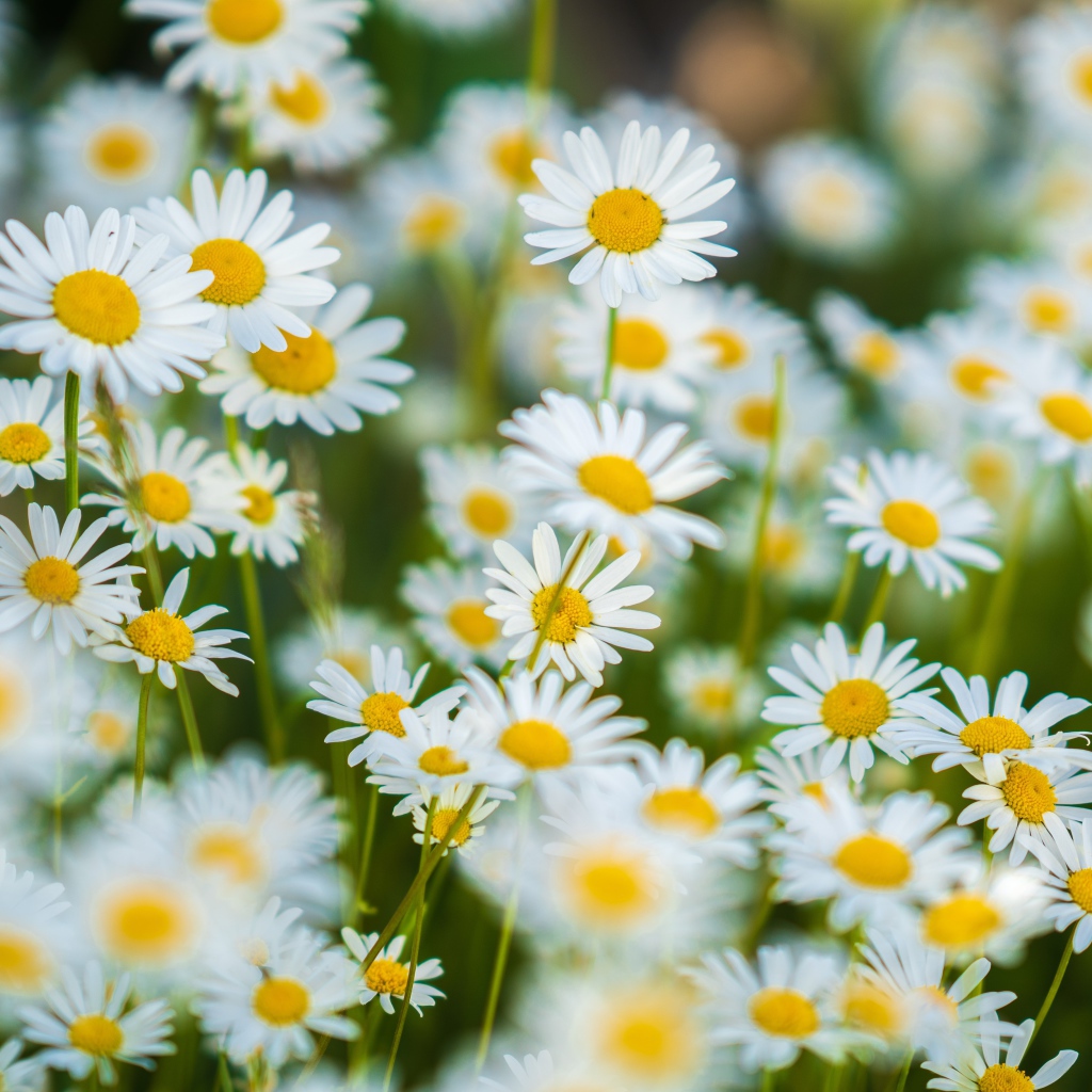 Миниатюрные белые ромашки на поле