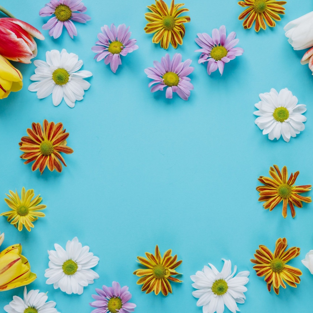 Разноцветные хризантемы и тюльпаны на голубом фоне 