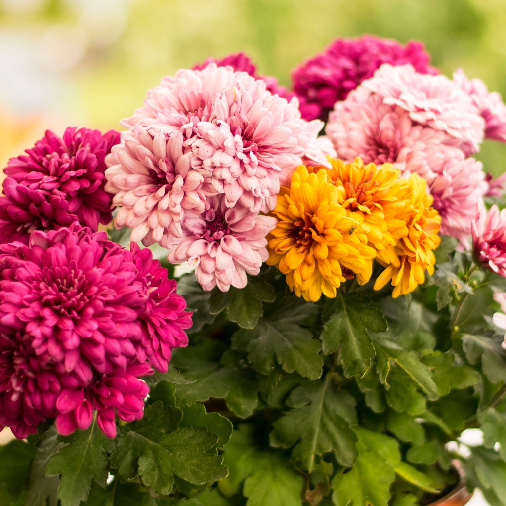 Разноцветные хризантемы крупным планом