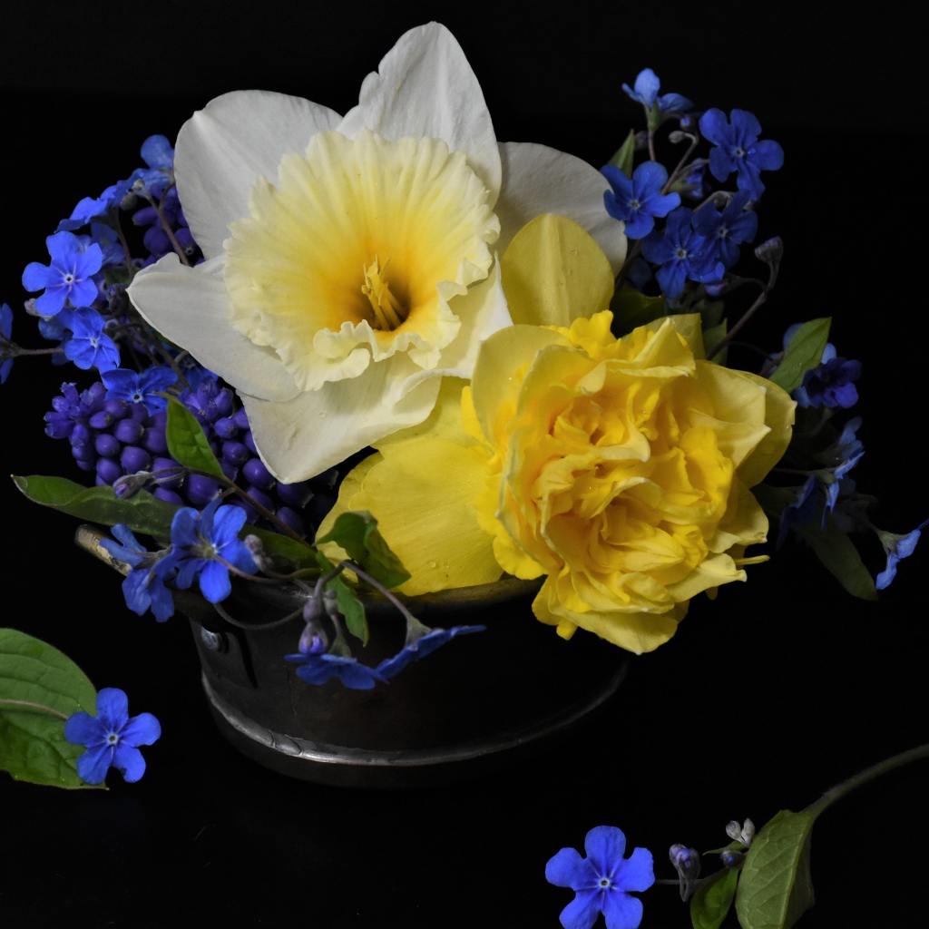 Цветы нарцисса с цветами незабудки в вазе на черном фоне