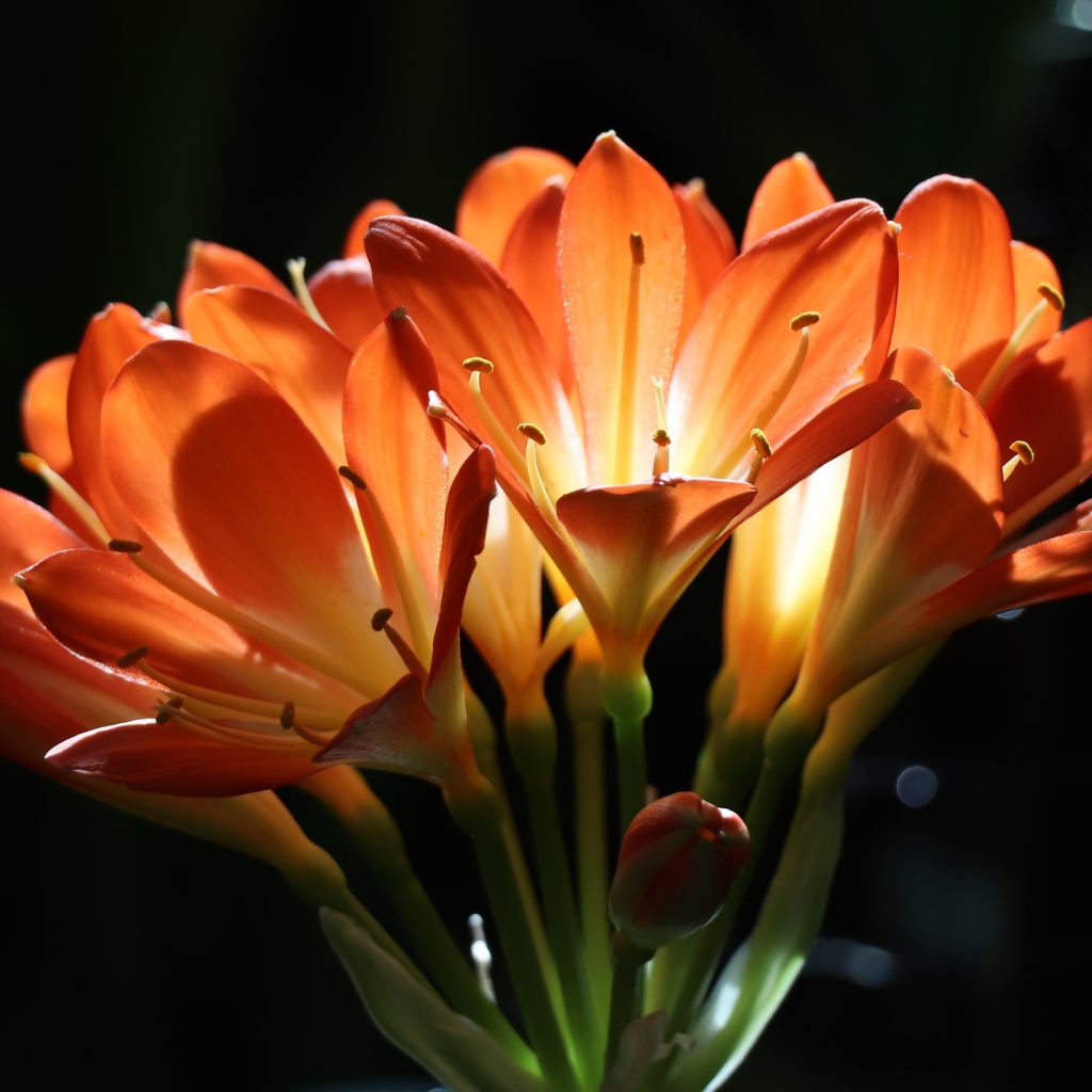 Оранжевые цветы амариллиса на ветке