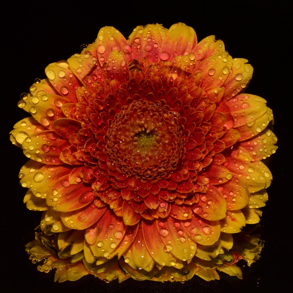Оранжевый цветок хризантемы в каплях росы на черном фоне