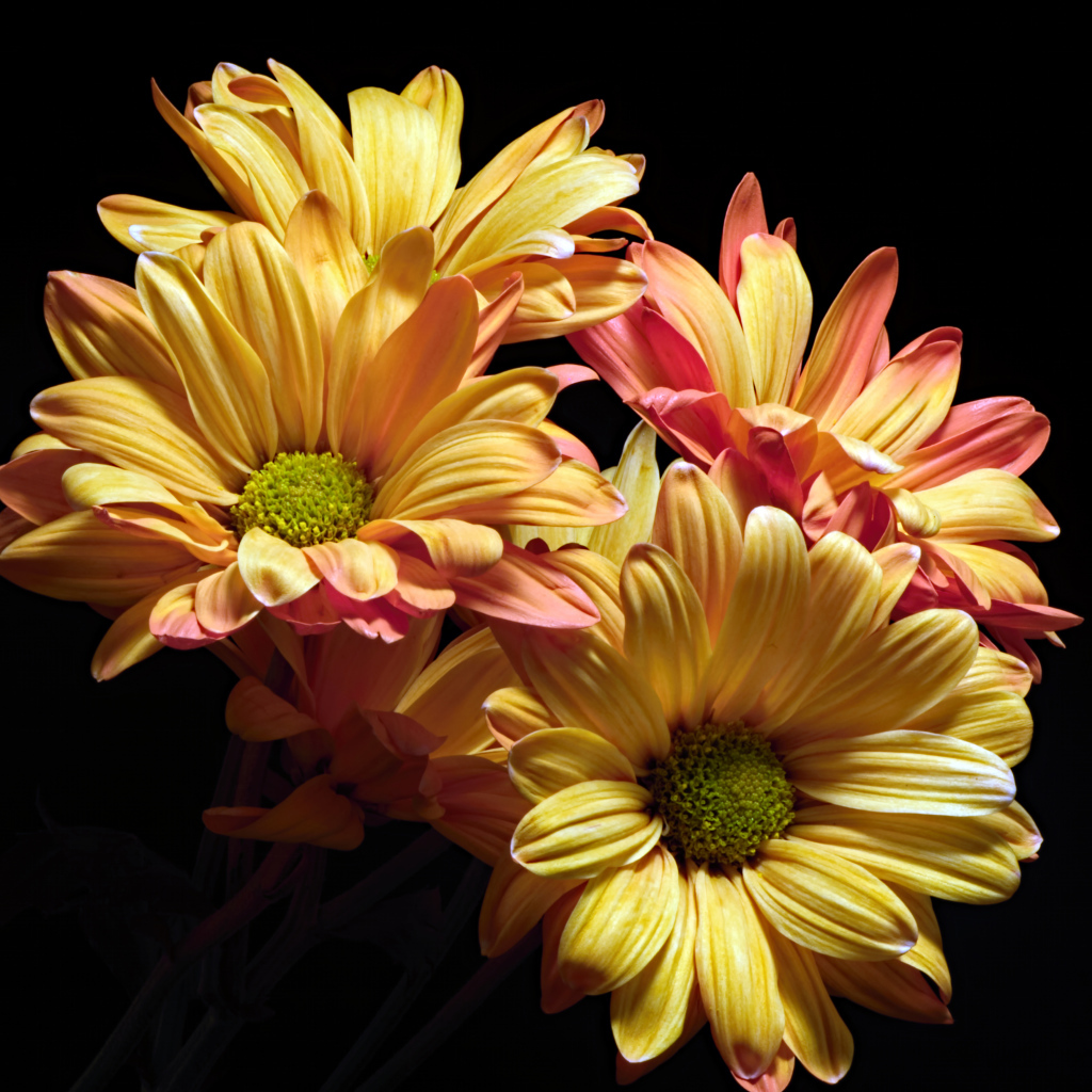 Оранжевые цветы хризантемы на черном фоне