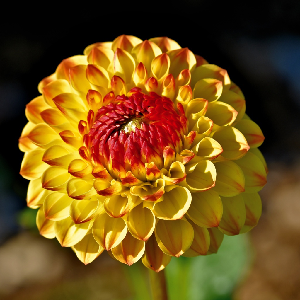 Оранжевый цветок  георгина крупным планом