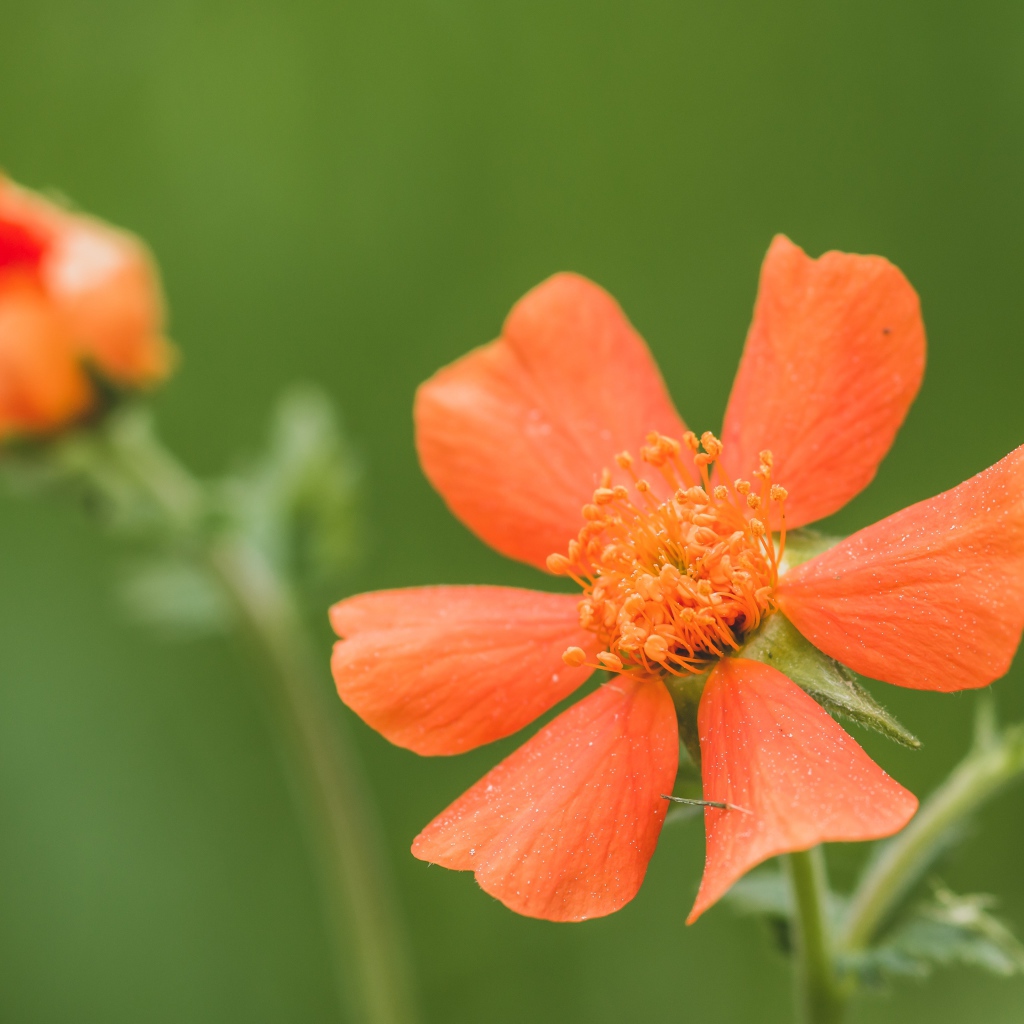 Оранжевый цветок гравилат с бутоном крупным планом