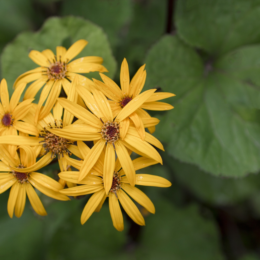 Оранжевые цветы бузульник крупным планом 