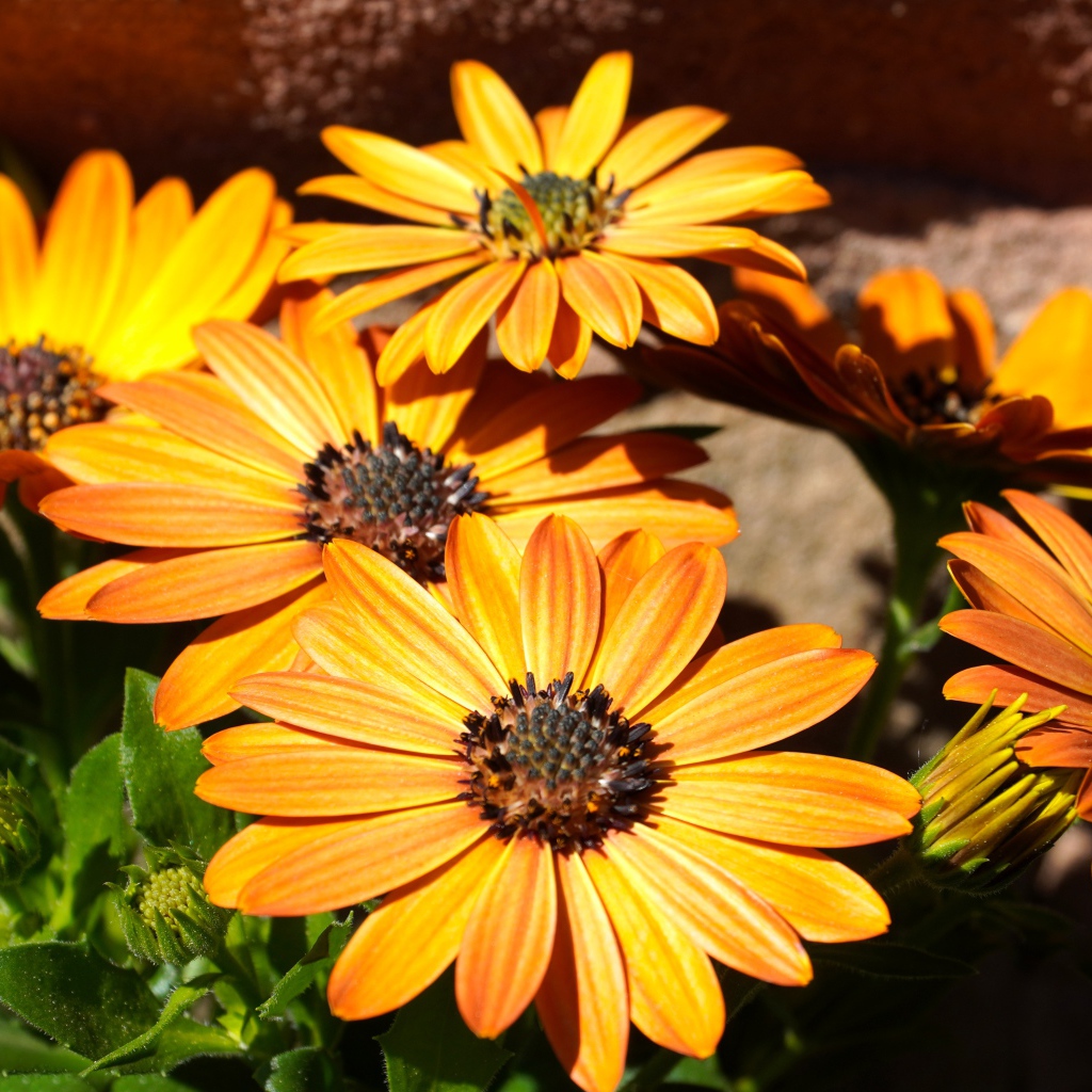 Оранжевые цветы остеоспермум на столе