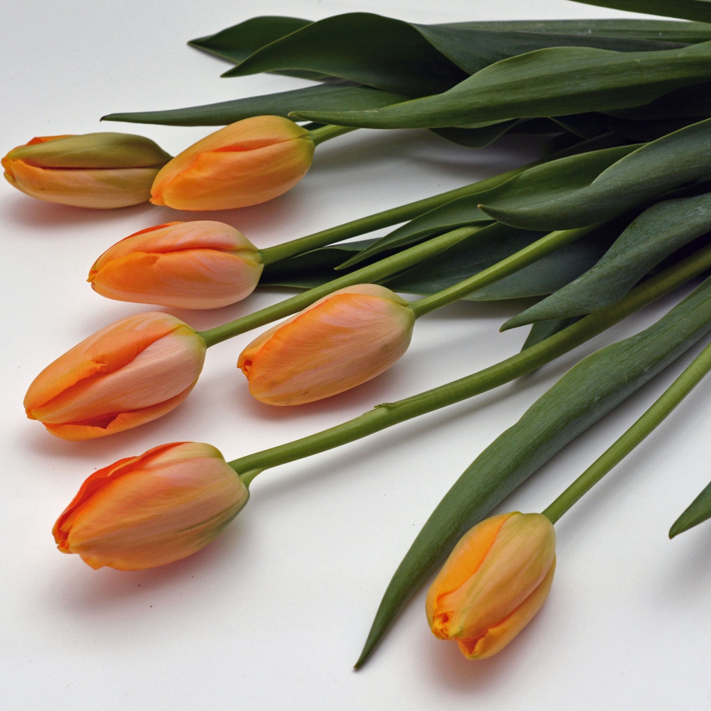 Оранжевые цветы тюльпаны с зелеными листьями на белом фоне