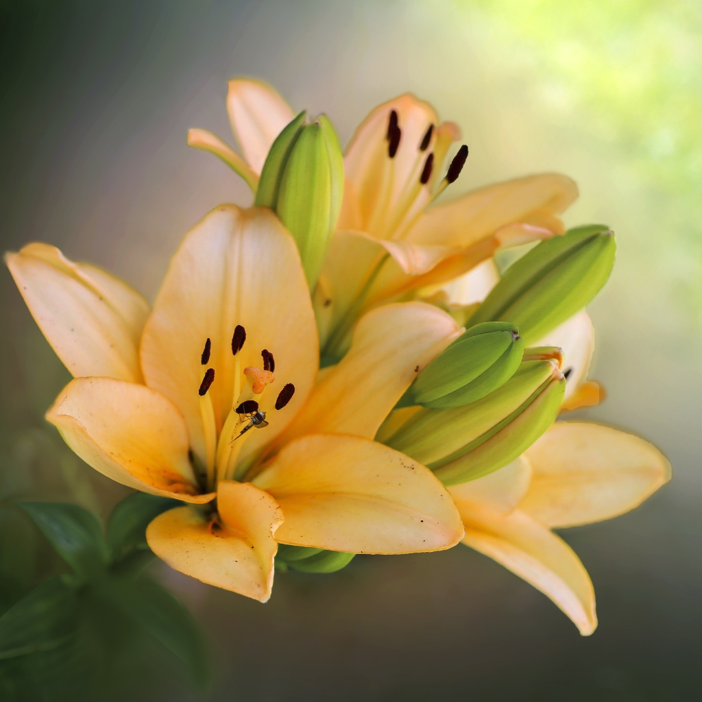 Оранжевые лилии с бутонами крупным планом