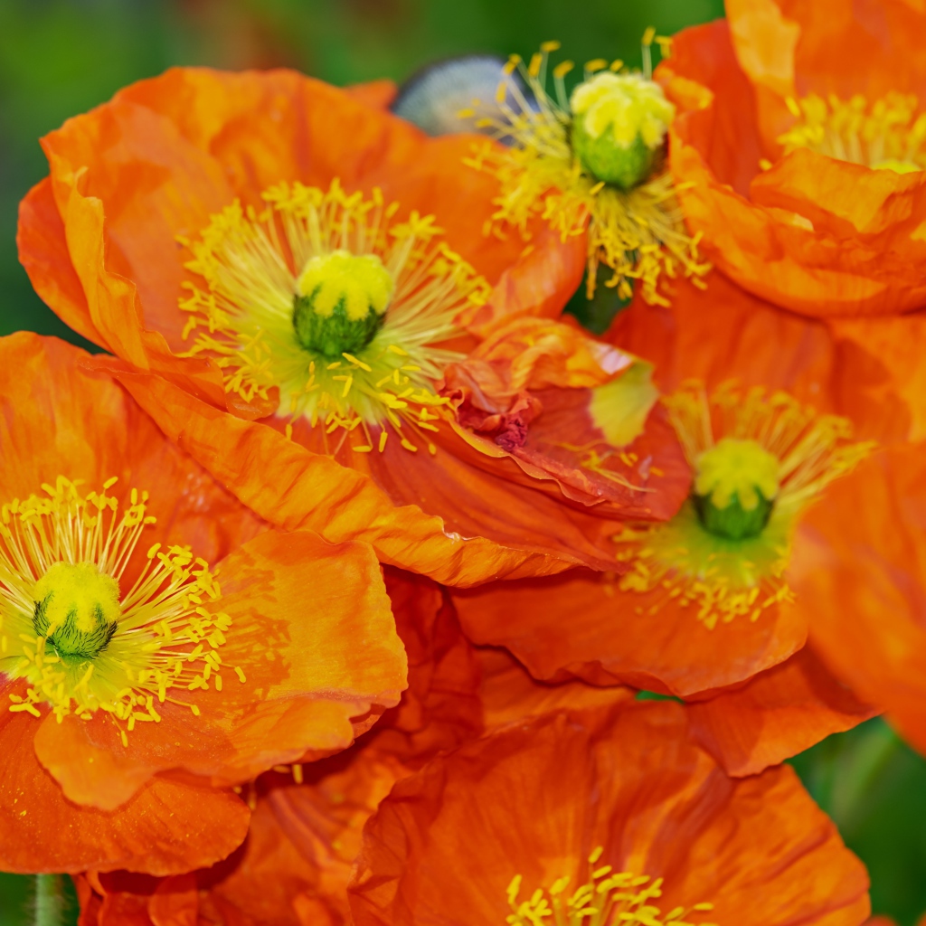 Оранжевые цветы мака крупным планом