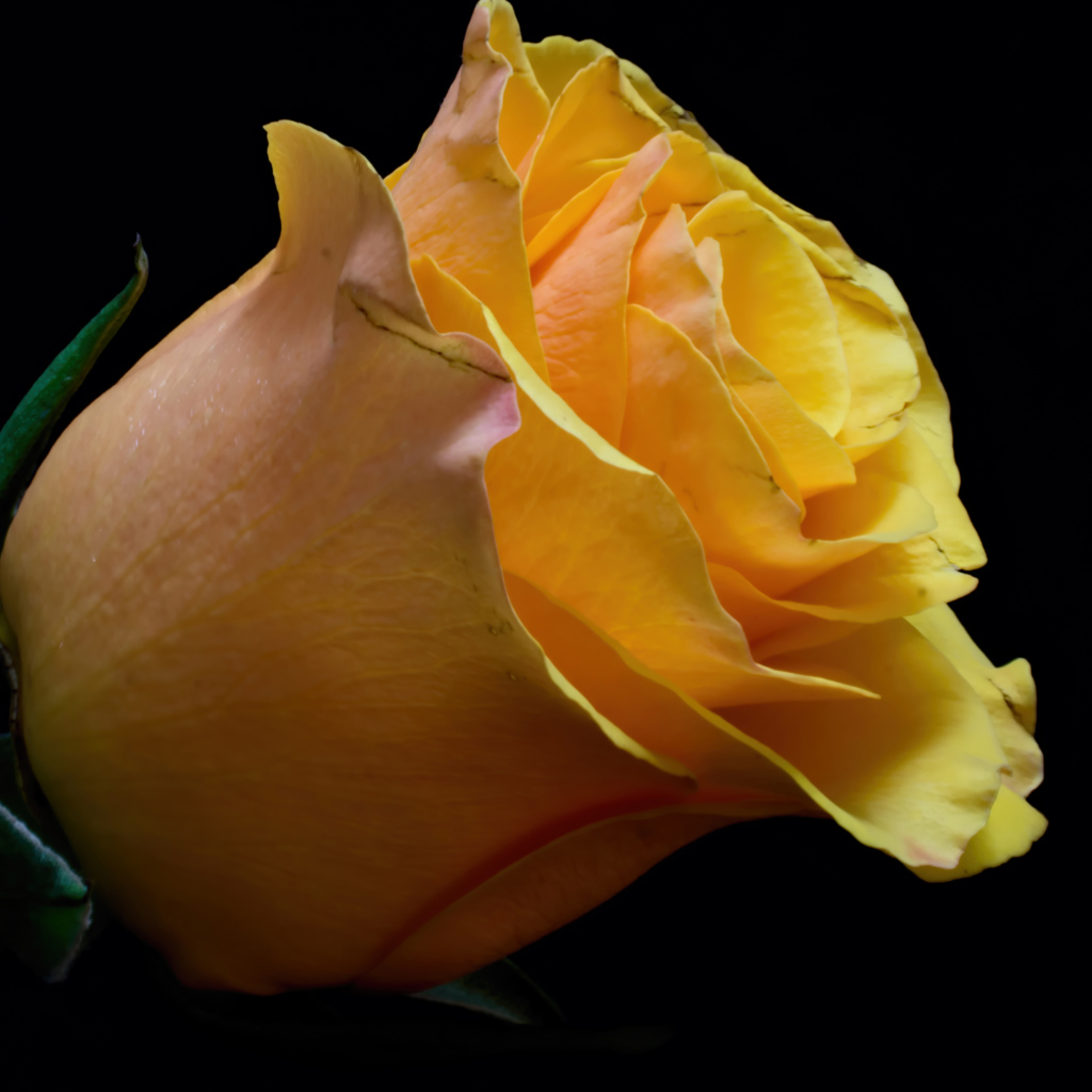 Оранжевый цветок розы на черном фоне