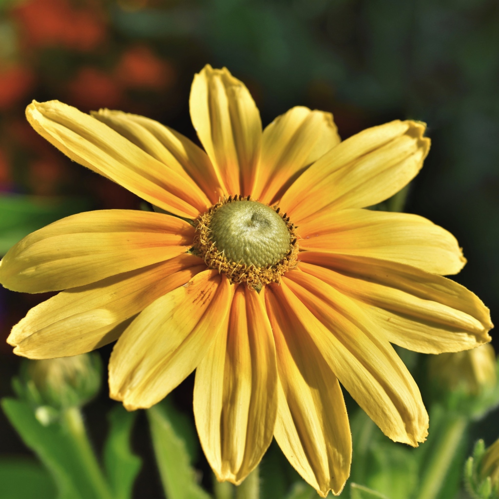 Оранжевый цветок рудбекия крупным планом