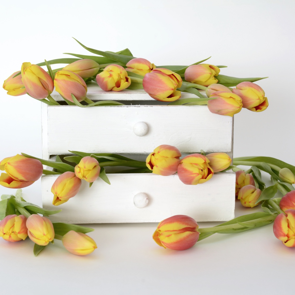 Оранжевые тюльпаны в ящике на фоне белой стены