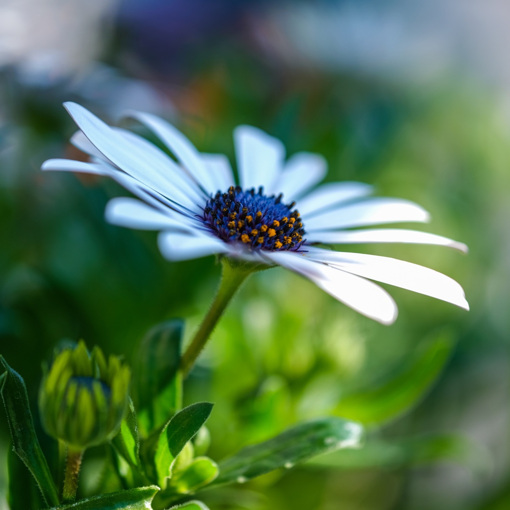 Цветок остеоспермум с бутонами крупным планом