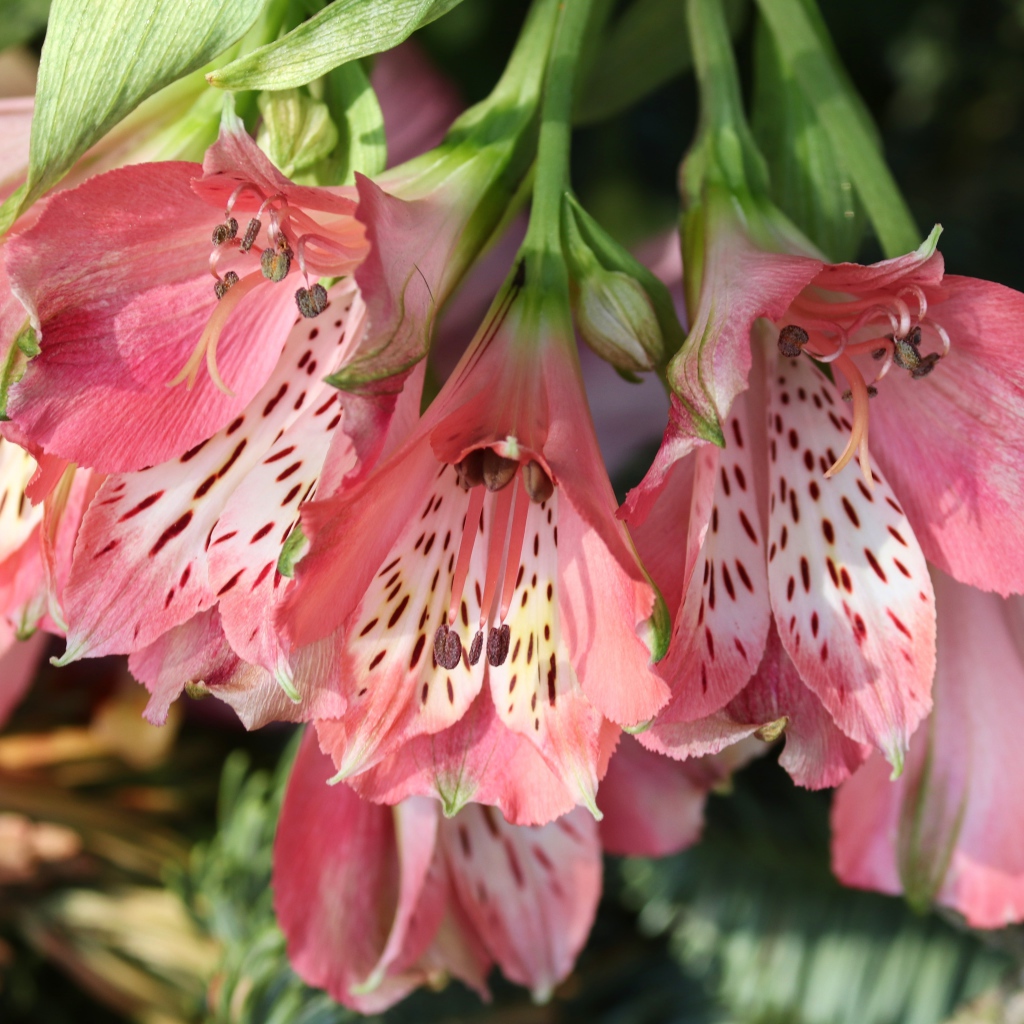 Розовые цветы альстромерия крупным планом