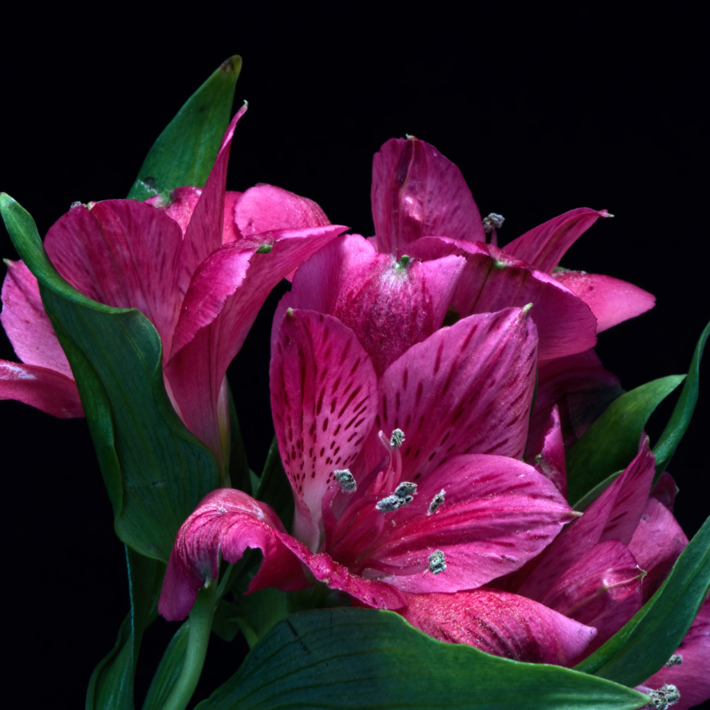 Розовые цветы альстромерия на черном фоне крупным планом