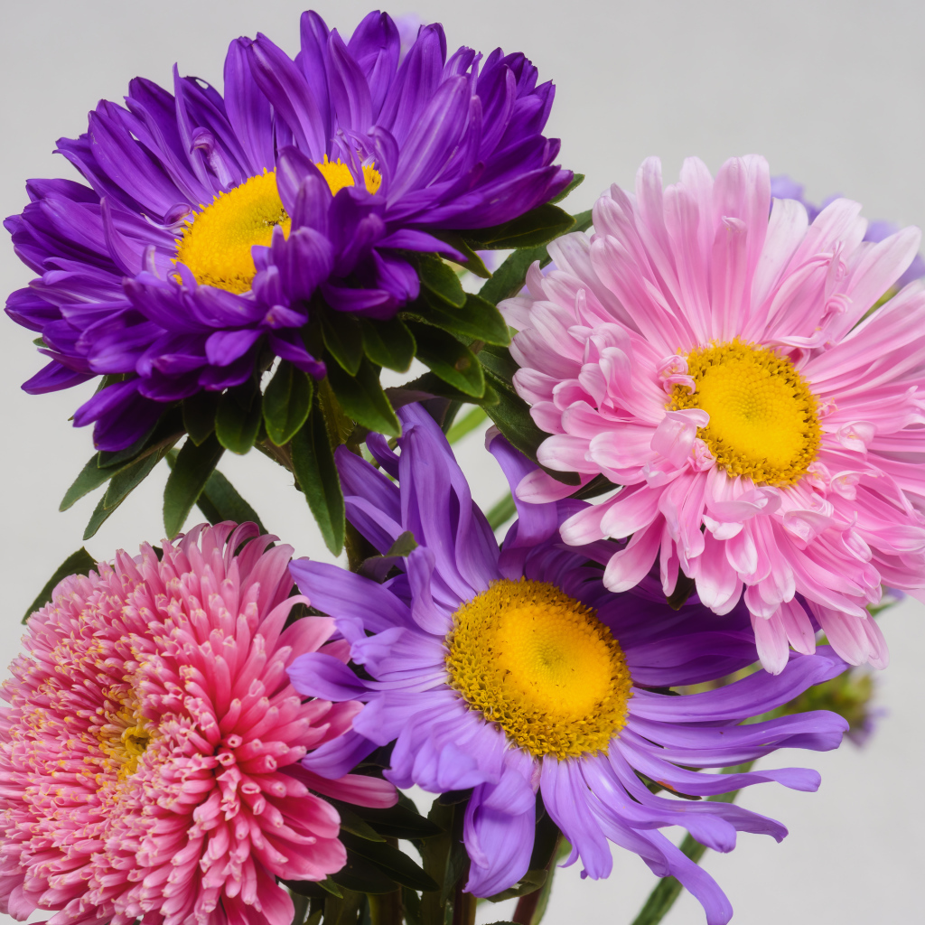 Розовые и сиреневые астры на сером фоне