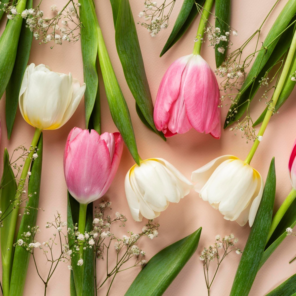 Розовые и белые тюльпаны на розовом фоне