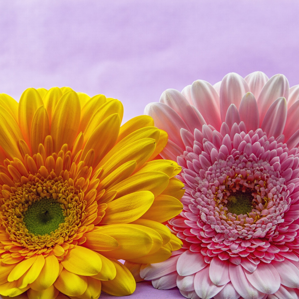 Розовый и желтый цветок герберы крупным планом