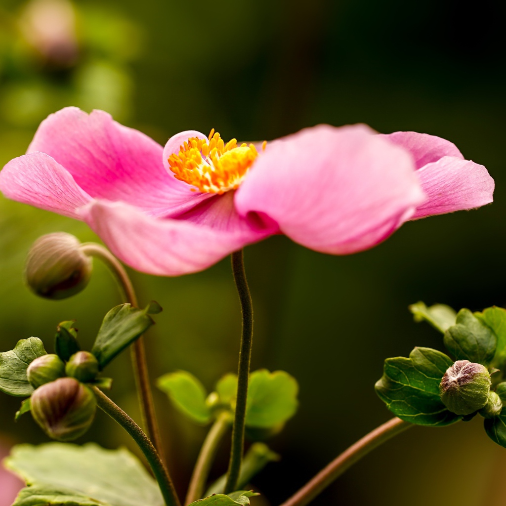 Розовый цветок анемона с бутонами 