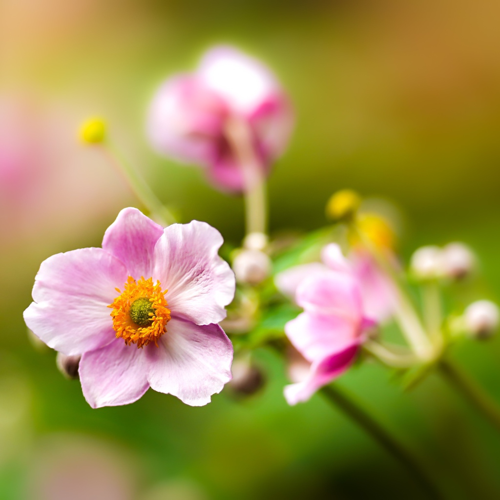 Розовые цветы анемоны с бутонами крупным планом