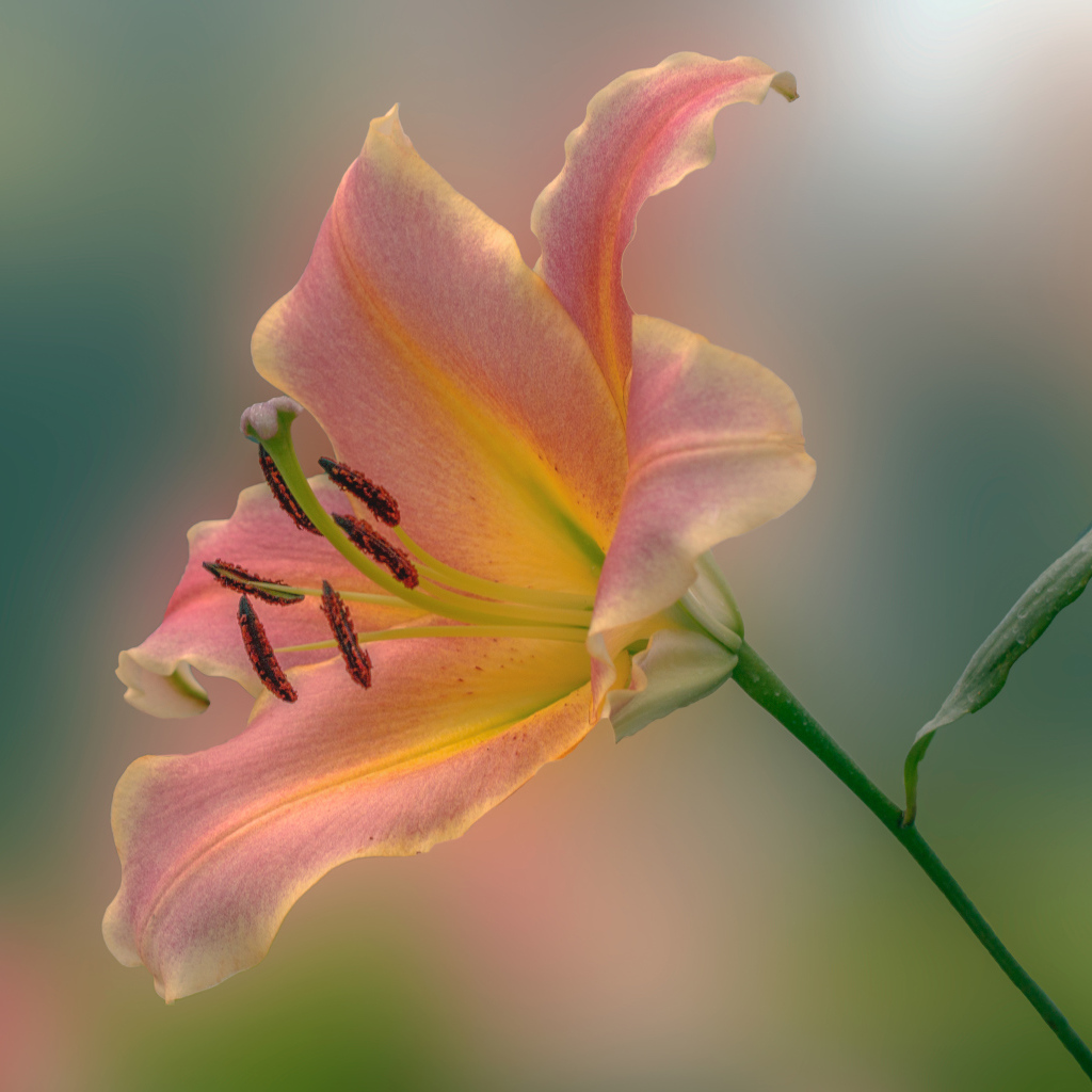 Розовый красивый цветок садовой лилии