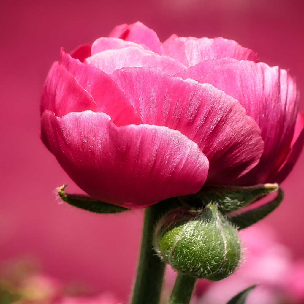 Розовый цветок лютика с бутоном на розовом фоне