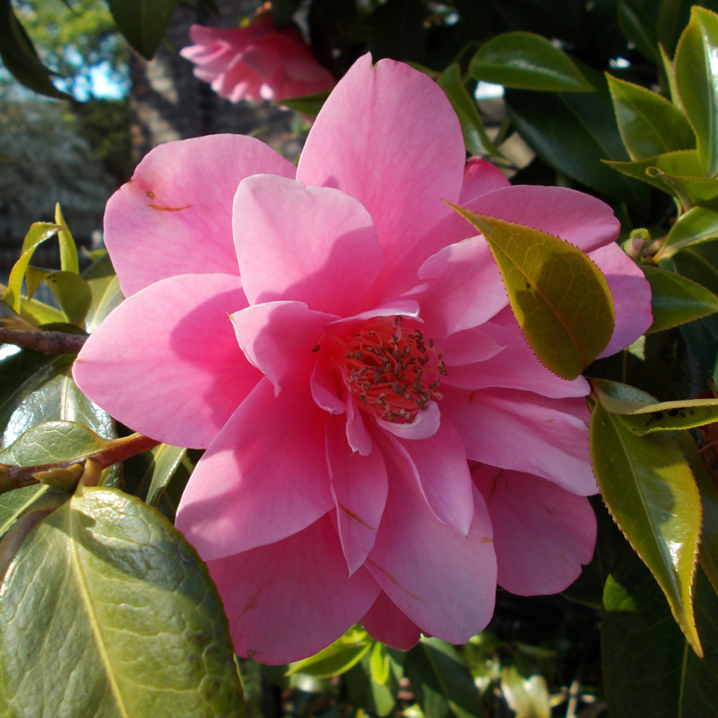 Розовые цветы камелия с зелеными листьями крупным планом 